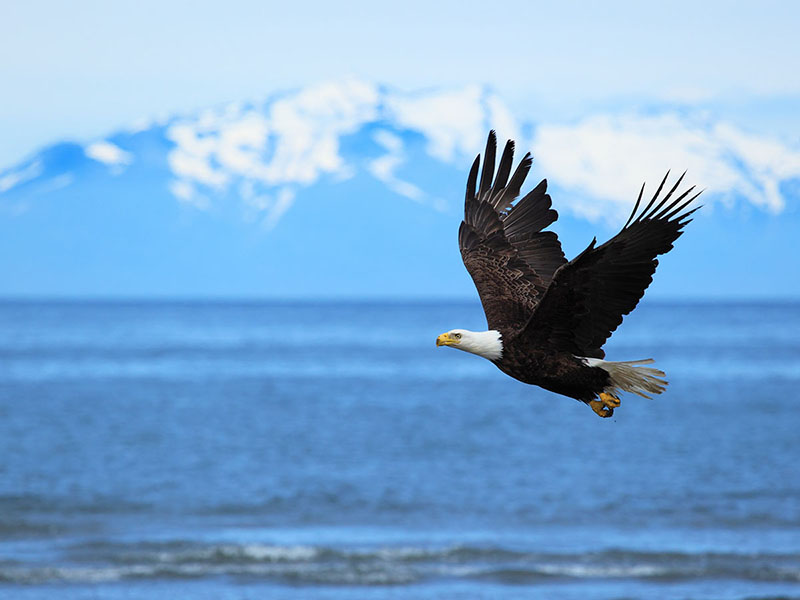 shore excursions in alaska